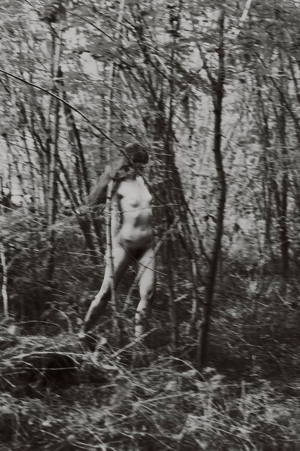 L'Éveil Sauvage iii