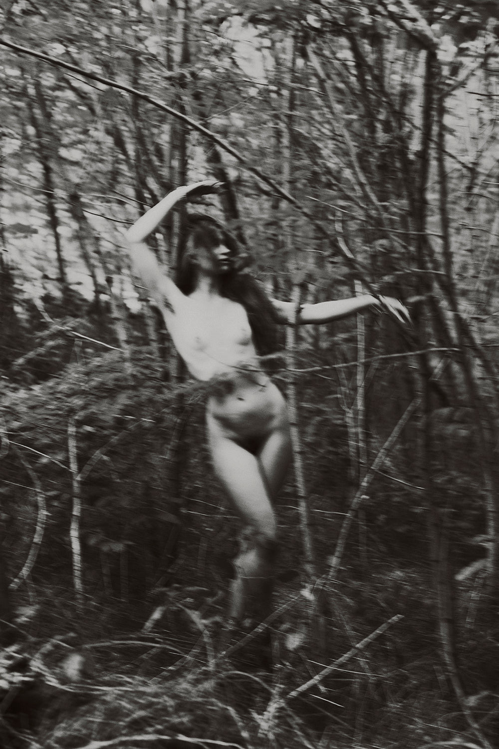L'Éveil Sauvage vi