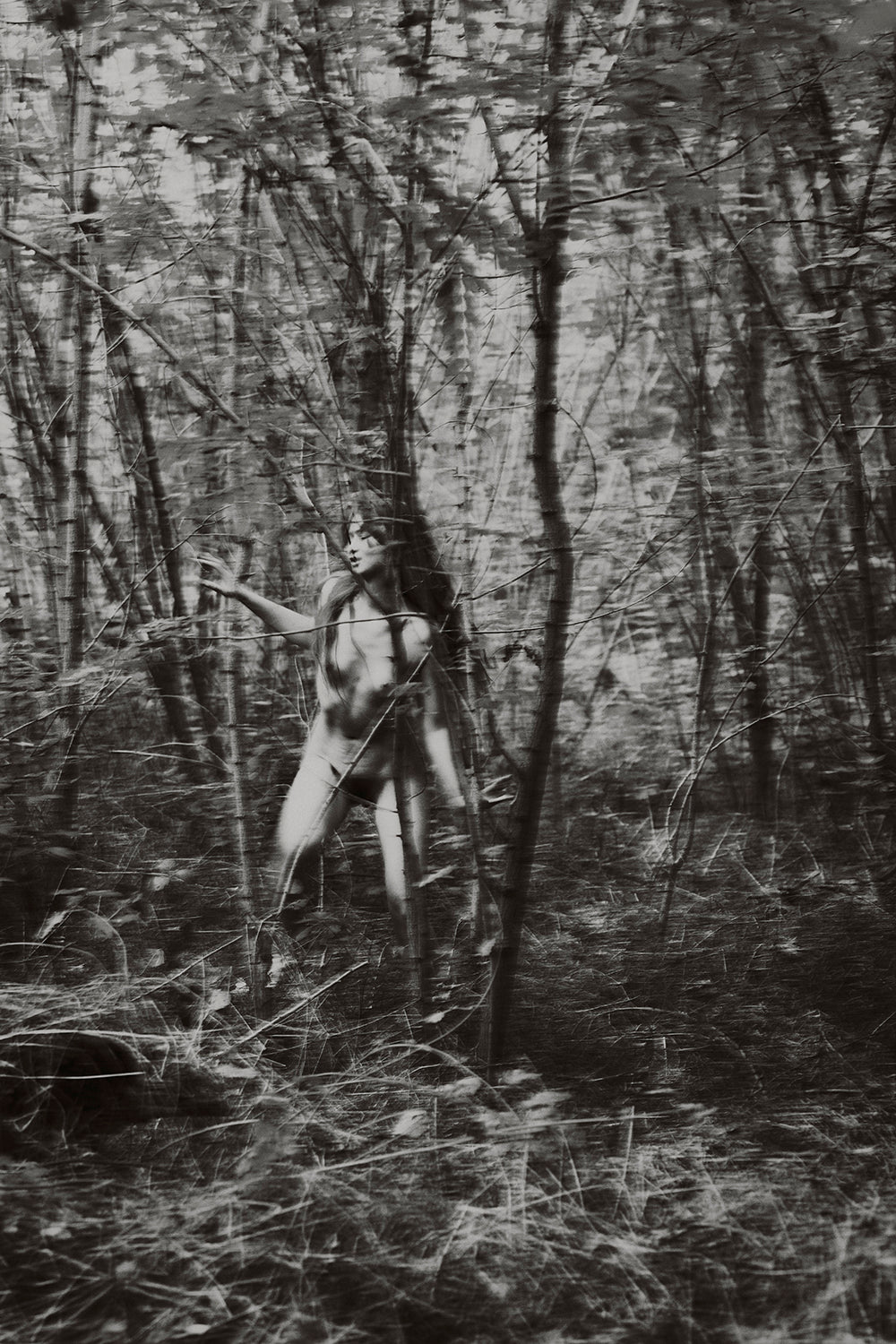 L'Éveil Sauvage iv