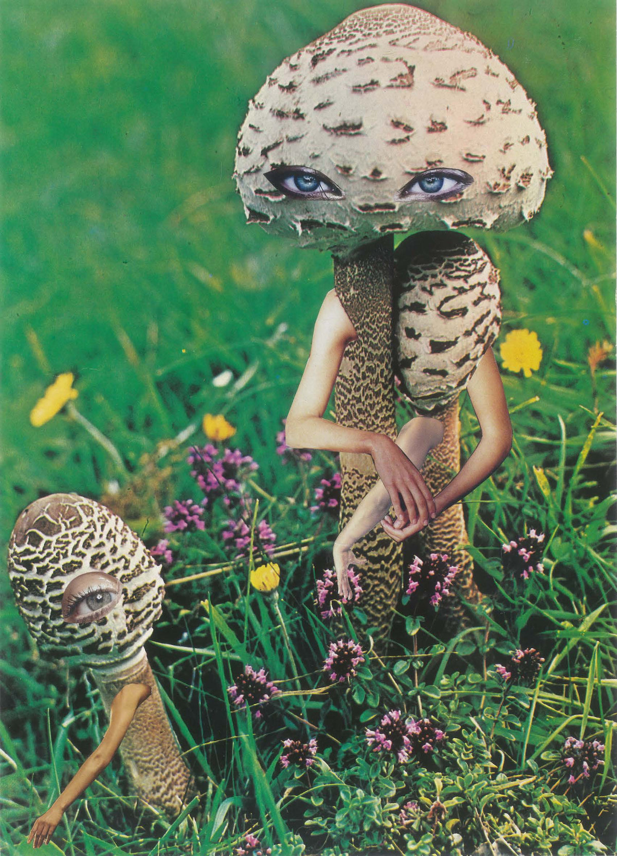 Mushroom and child